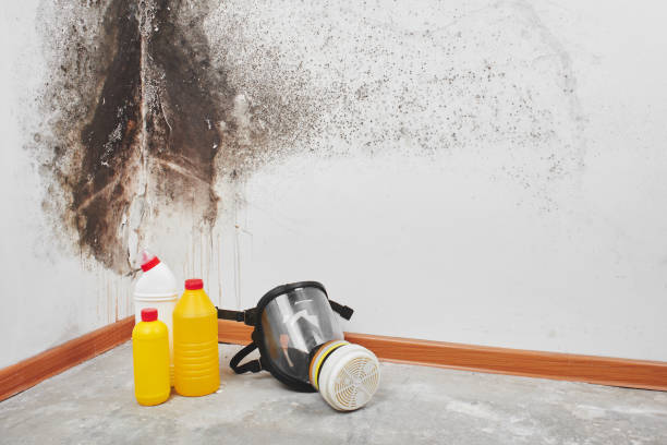 Best Home Mold Removal  in Bemidji, MN