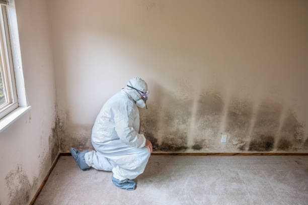 Best Mold Testing  in Bemidji, MN