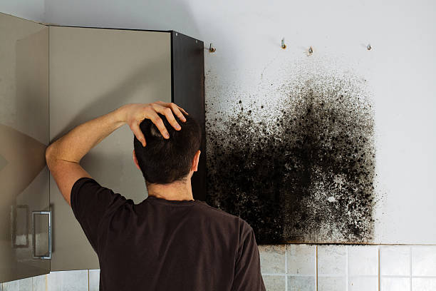 Best Mold Cleaning Services  in Bemidji, MN