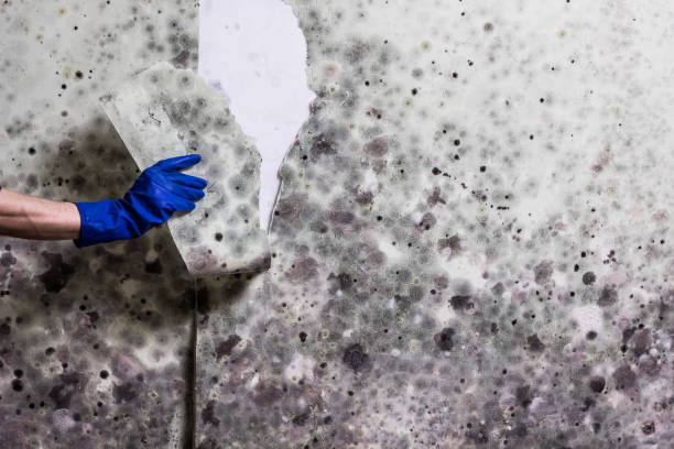 Best Commercial Mold Removal  in Bemidji, MN