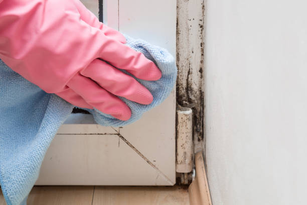 Best Toxic Mold Removal  in Bemidji, MN